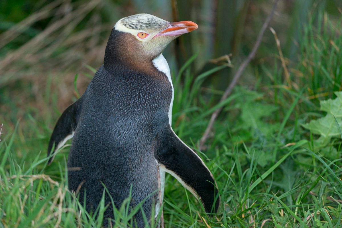 Yellow-eyed penguin (Megadyptes antipodes), Dunedin, Otago, South Island, New Zealand, Pacific