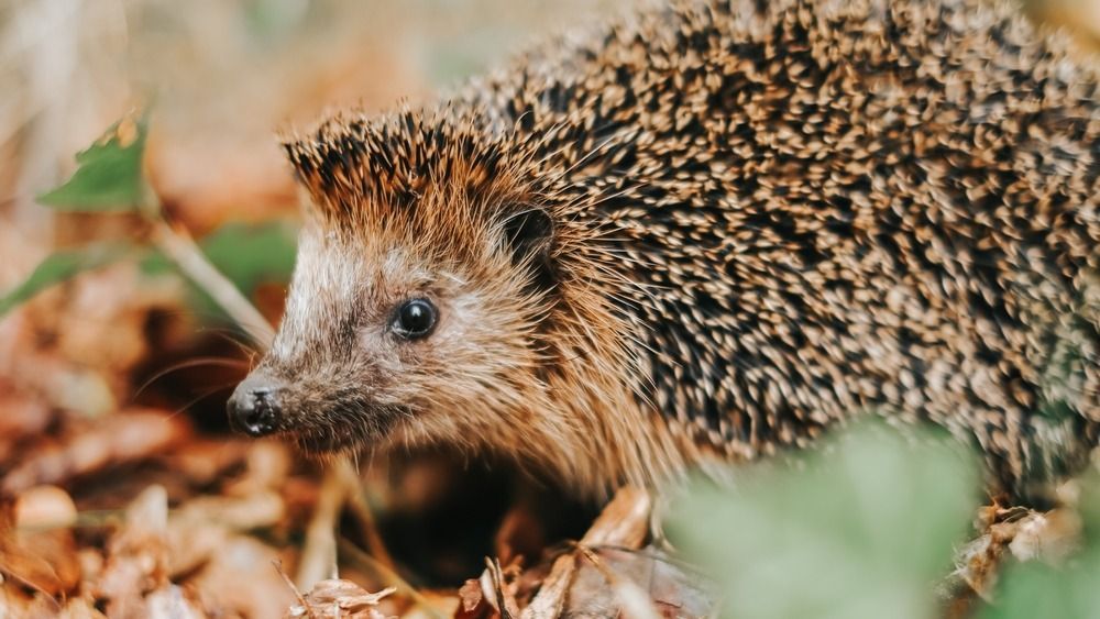 Forest,Hedgehog,In,Brown,Leaves,In,The,Autumn,Forest.,Hedgehog