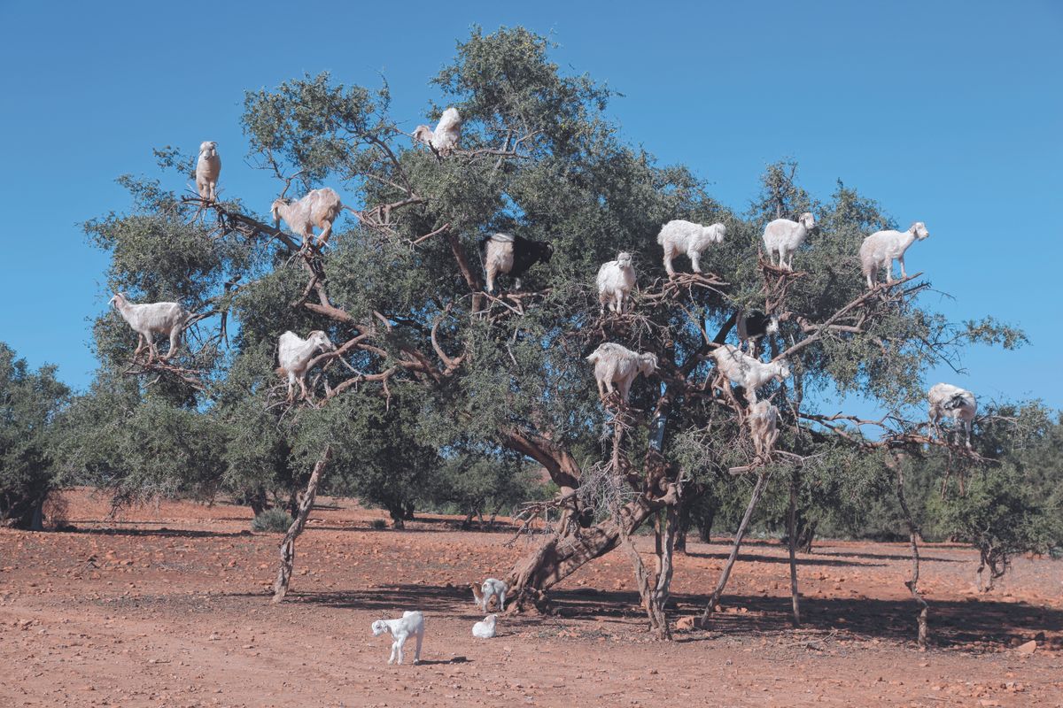 Argan oil production in Morocco