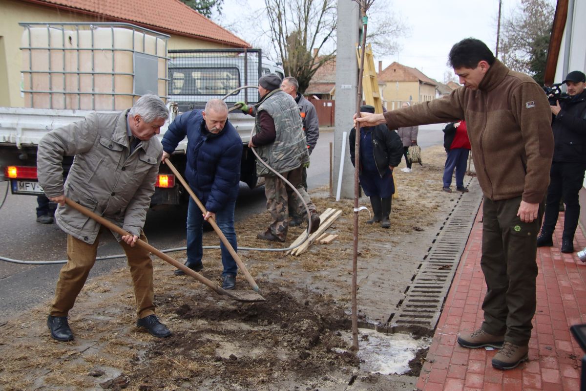 Településfásítási program