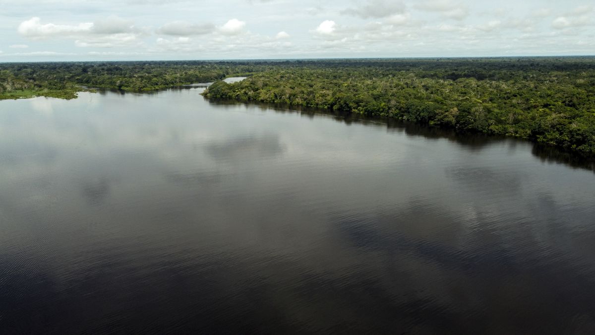 The Amazon Rainforest's Rich Biodiversity in Peril as Deforestation Ravages the Land