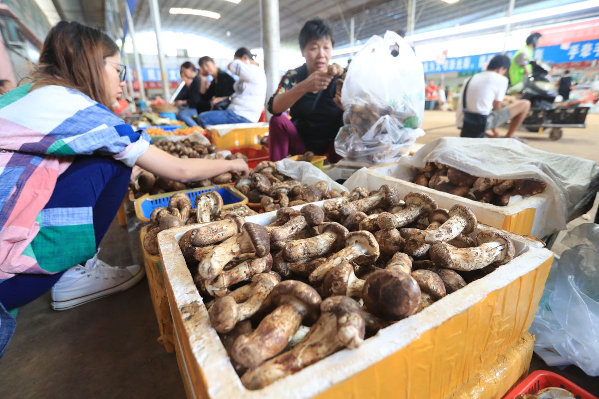 China sees a rush on songrong mushrooms