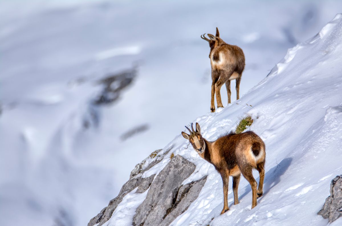 Chamois,In,The,Snow,On,The,Peaks,Of,The,National