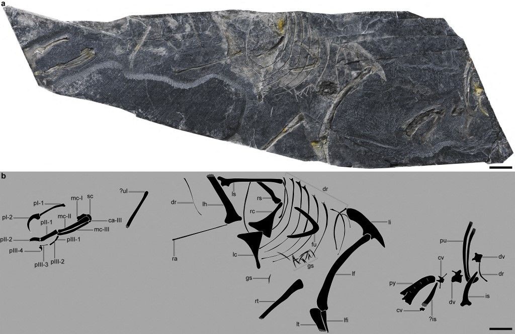 (EyesOnSci)CHINA-JURASSIC FOSSIL DISCOVERY-ORIGIN OF BIRDS (CN)