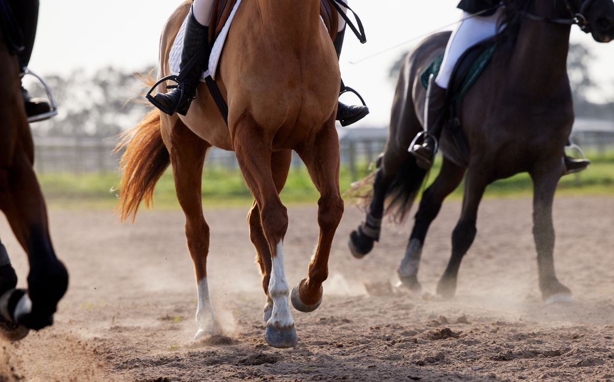 Polo Pureza génjei, génmódosított lovak, Argentína