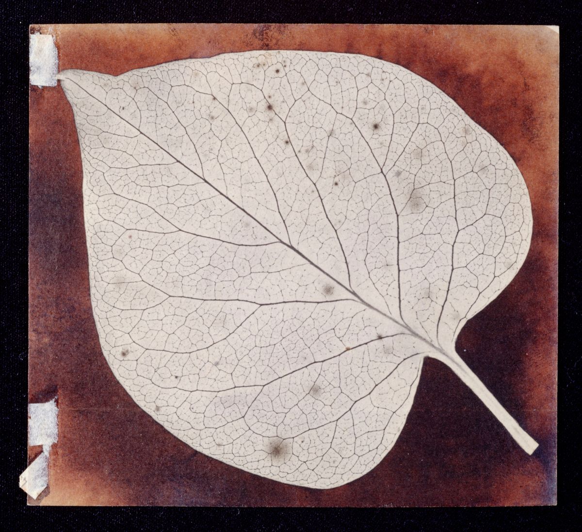 �A leaf�, c 1840.