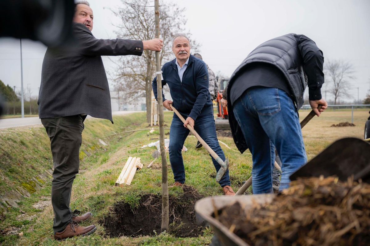 településfásítási program