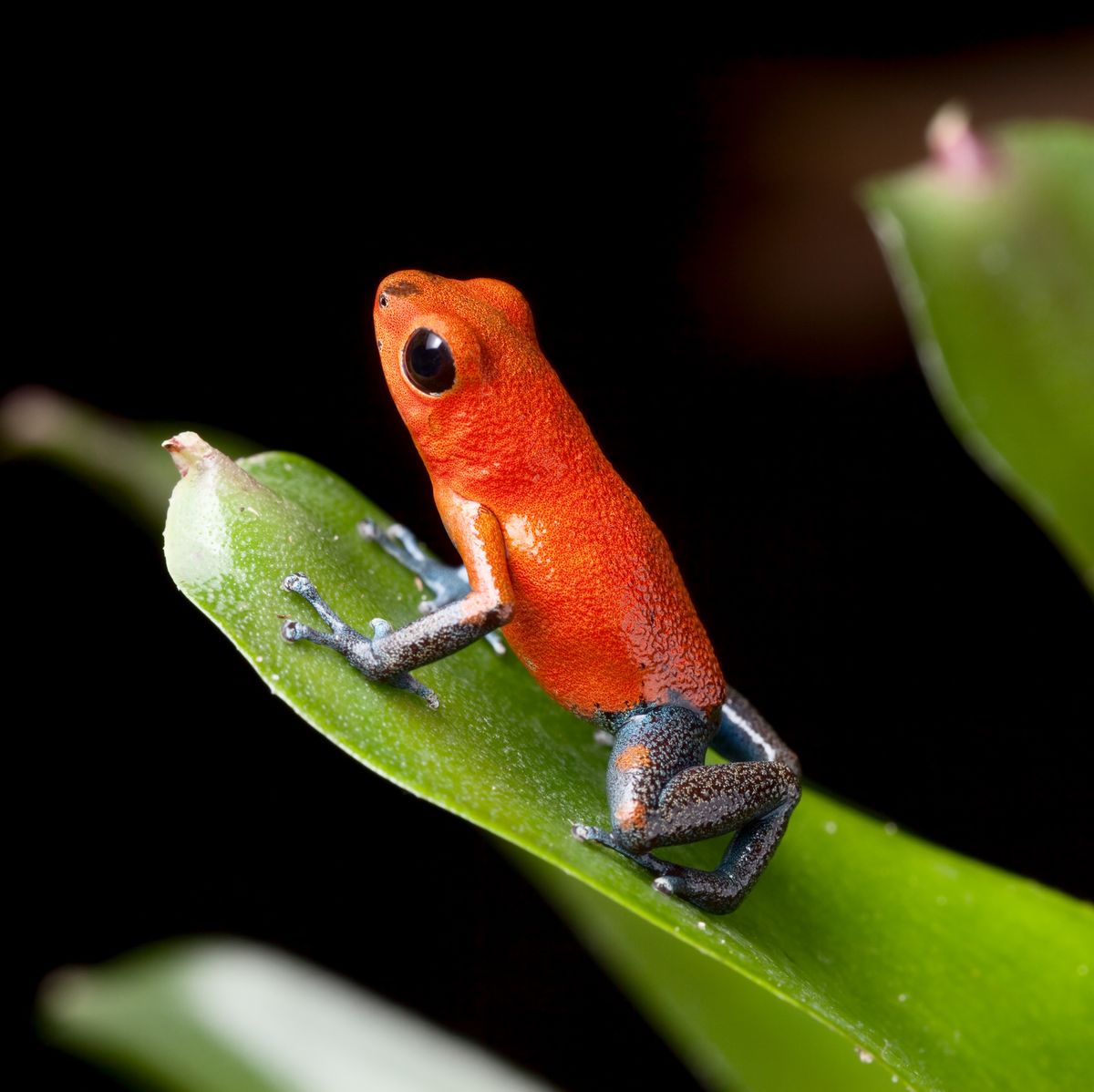 red poison dart frog