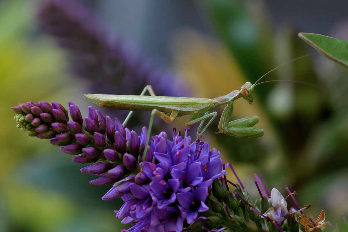 Mantis,Ameles,Spallanzania,,Male,Perched,On,Purple,Flower