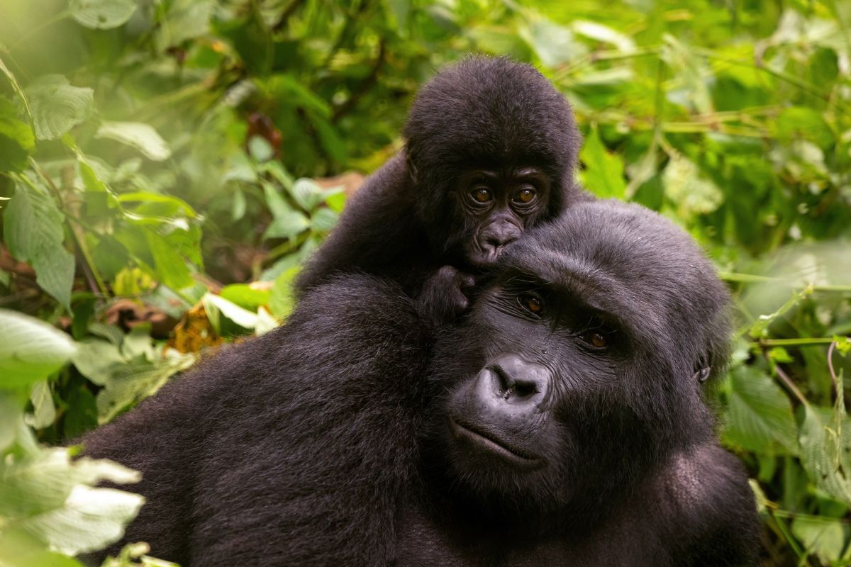 Kongó. illegális fakitermelés, gorilla