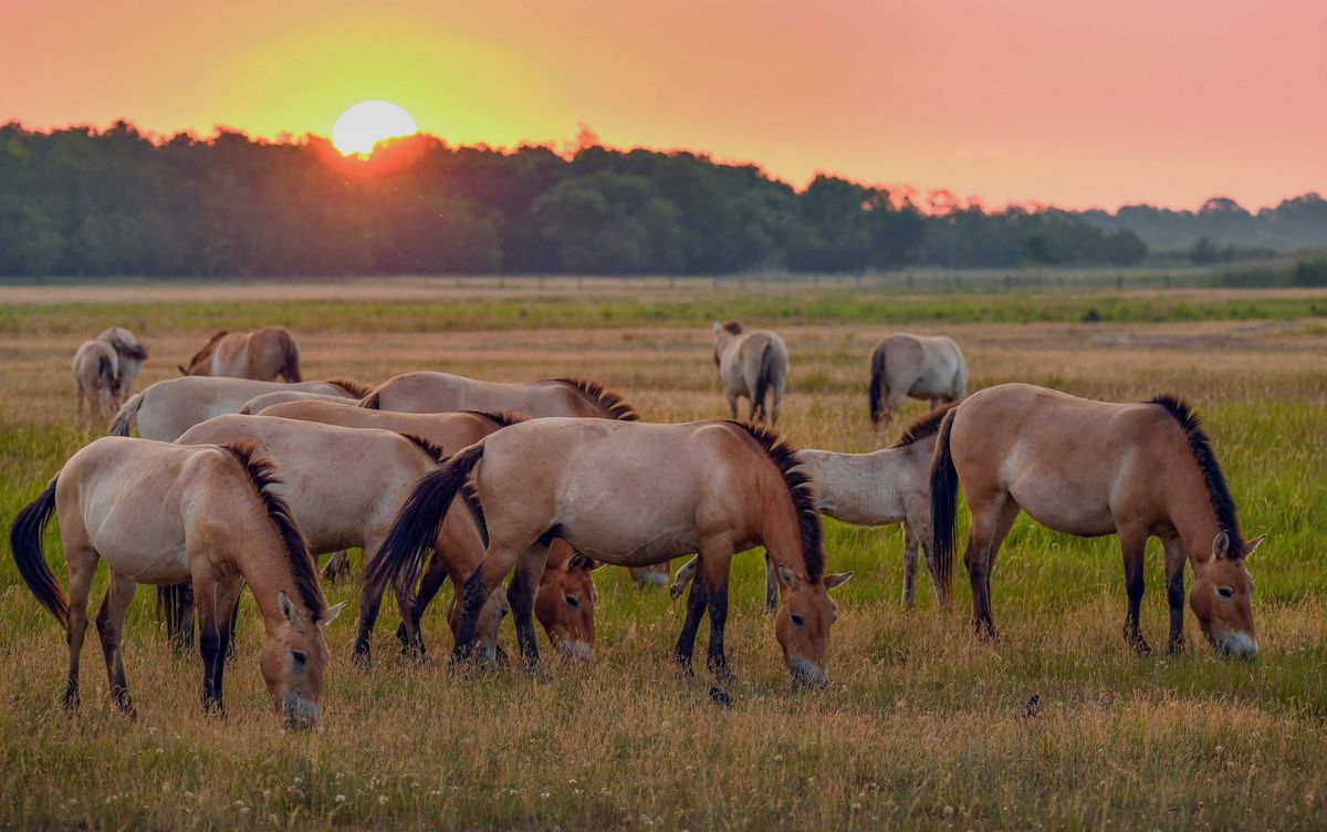  Przewalski-vadlovak, ázsiai vadlovak,Kazahsztán, Hortobágy