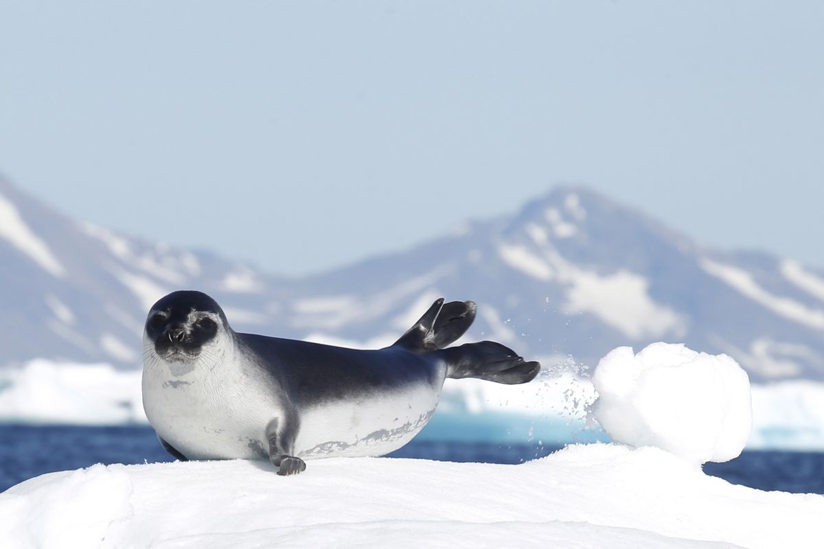 A,Seal,On,An,Ice,Flake,Near,Tasiilaq,In,East