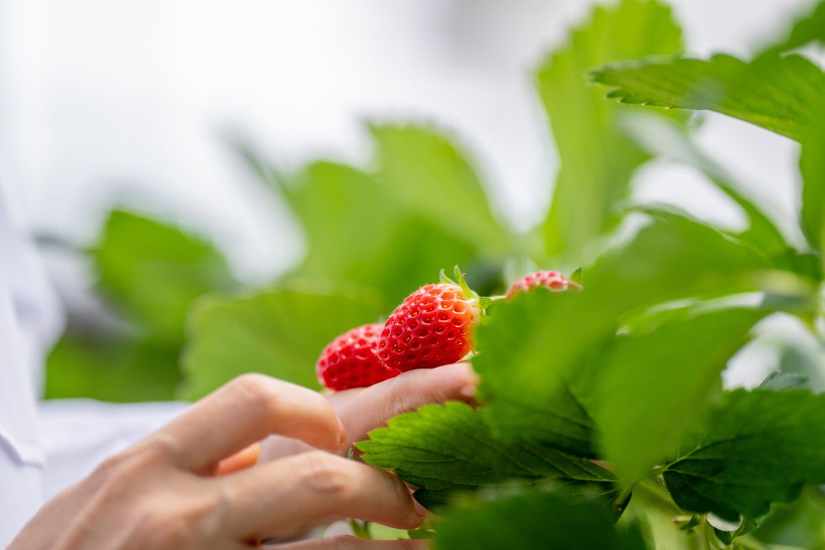 A,Farmer,Carefully,Examines,Ripe,Strawberries,In,A,Controlled,Greenhouse