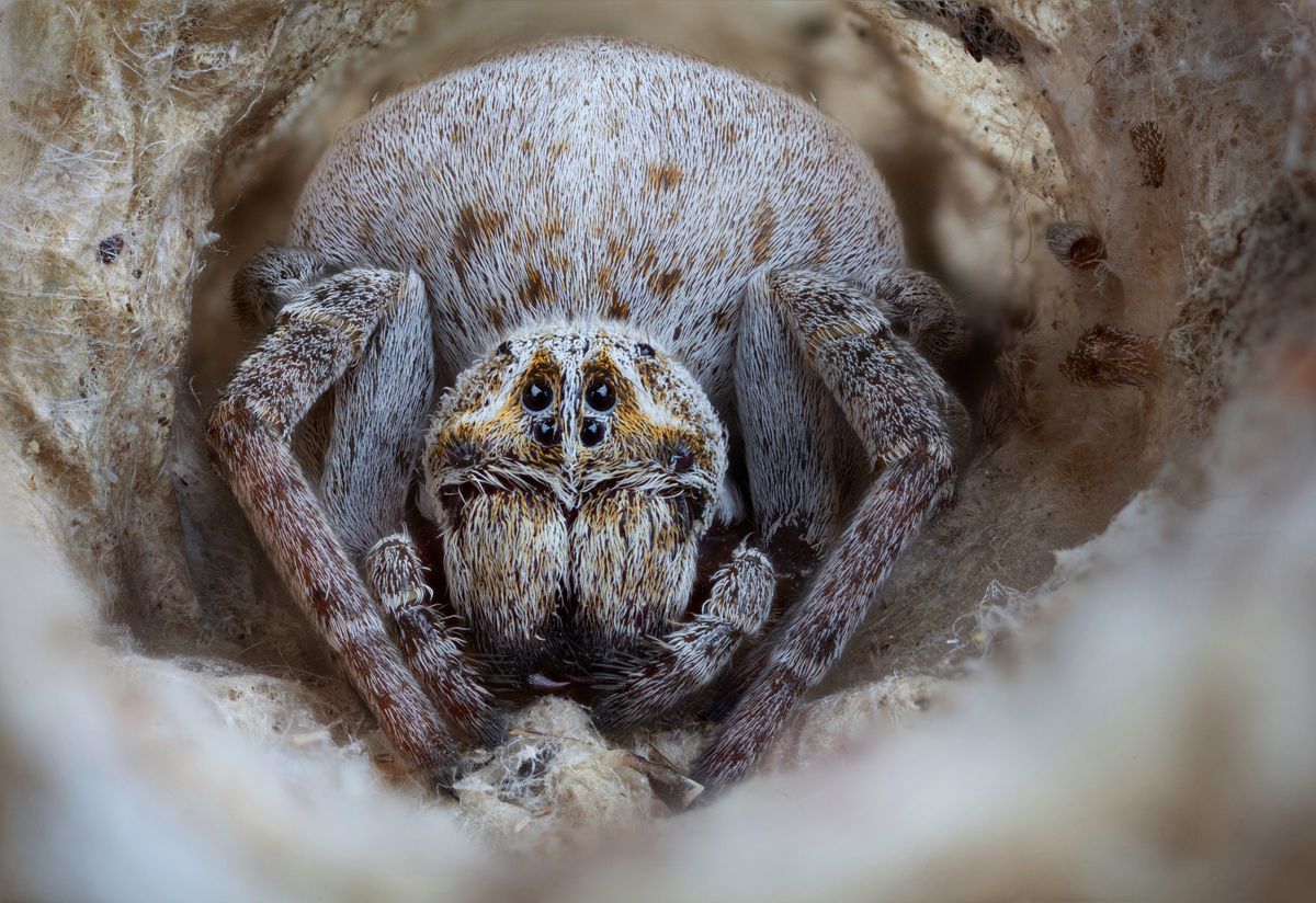 Stegodyphus,Lineatus,,Velvet,Spider,(eresidae),,Female