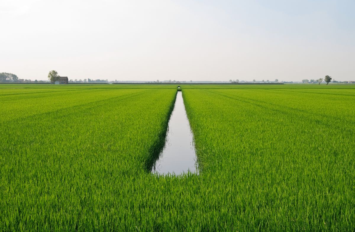 Paddy,Field