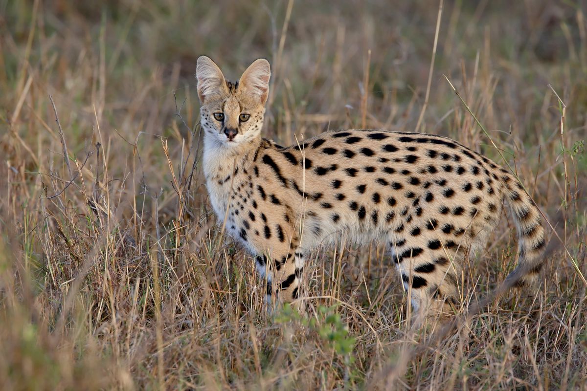Serval,(felis,Serval),,Masai,Mara,National,Reserve,,Kenya,,East,Africa,