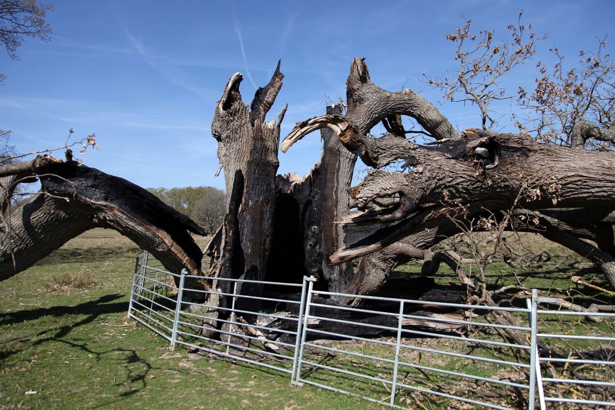 Old,Oak,Tree,Destroyed,By,Lightning,Strike