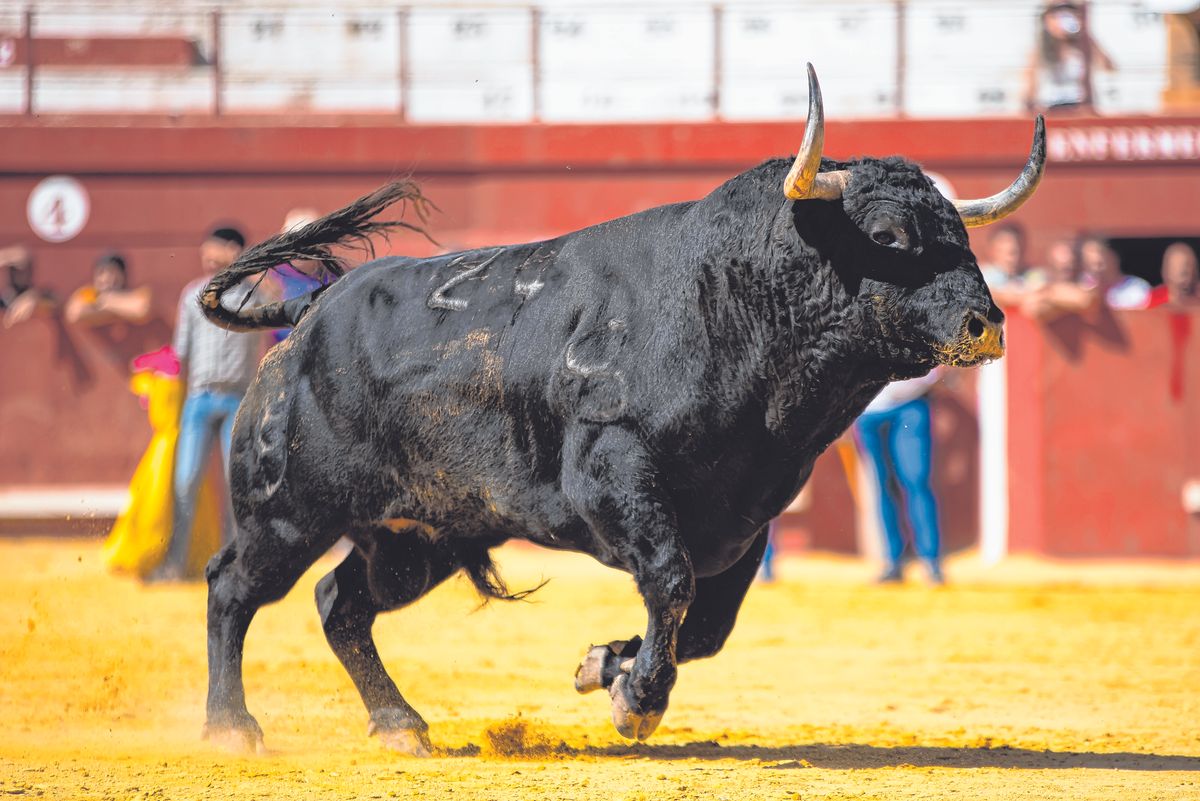 Spanish,Fighting,Bull,With,Big,Horns
