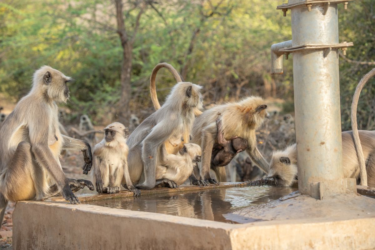 Hanuman,Langurs,(semnopithecus,Entellus),Mandore,Garden,,Jodhpur,,India.