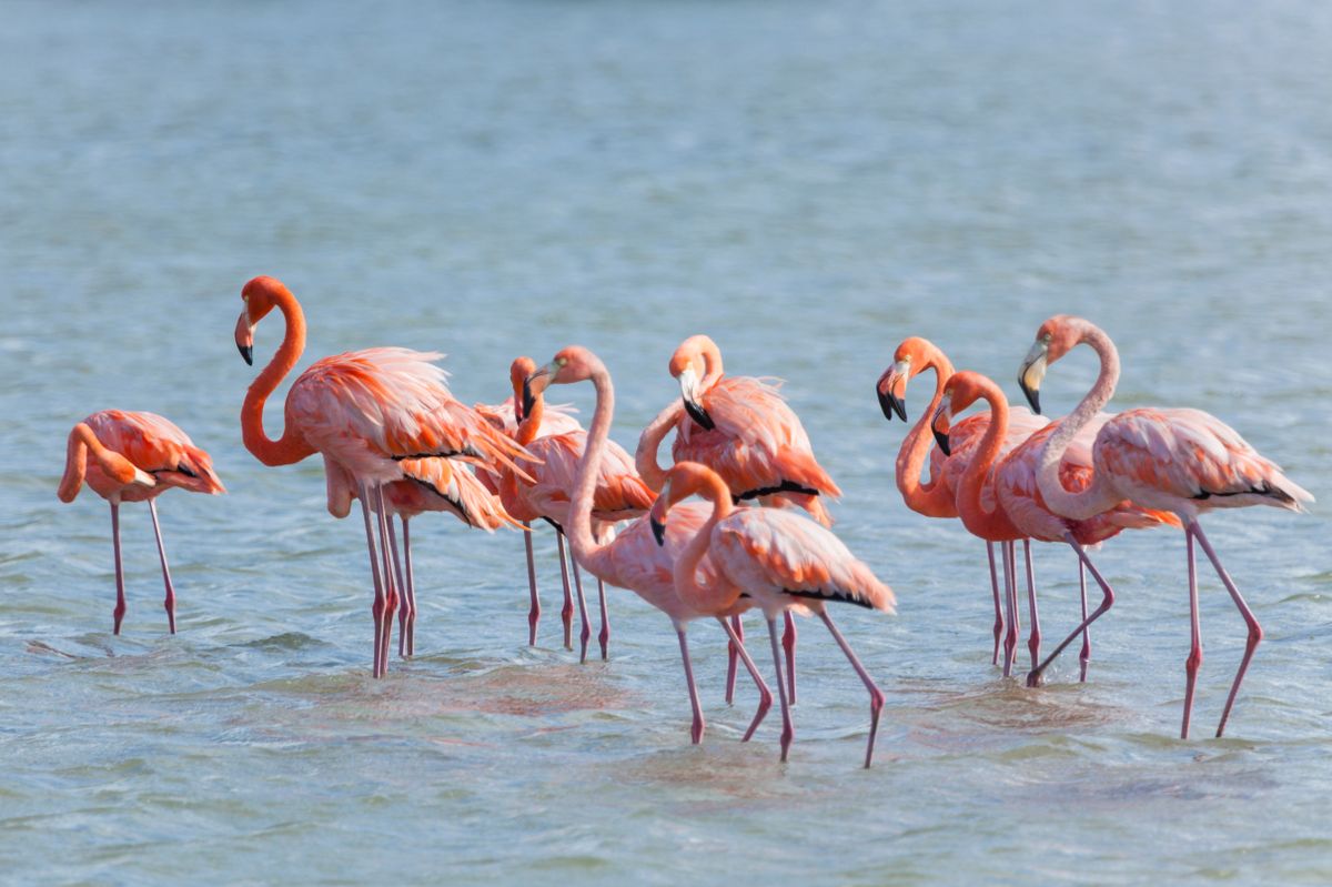 flamingó, flamingófióka, elpusztult, Törökország 