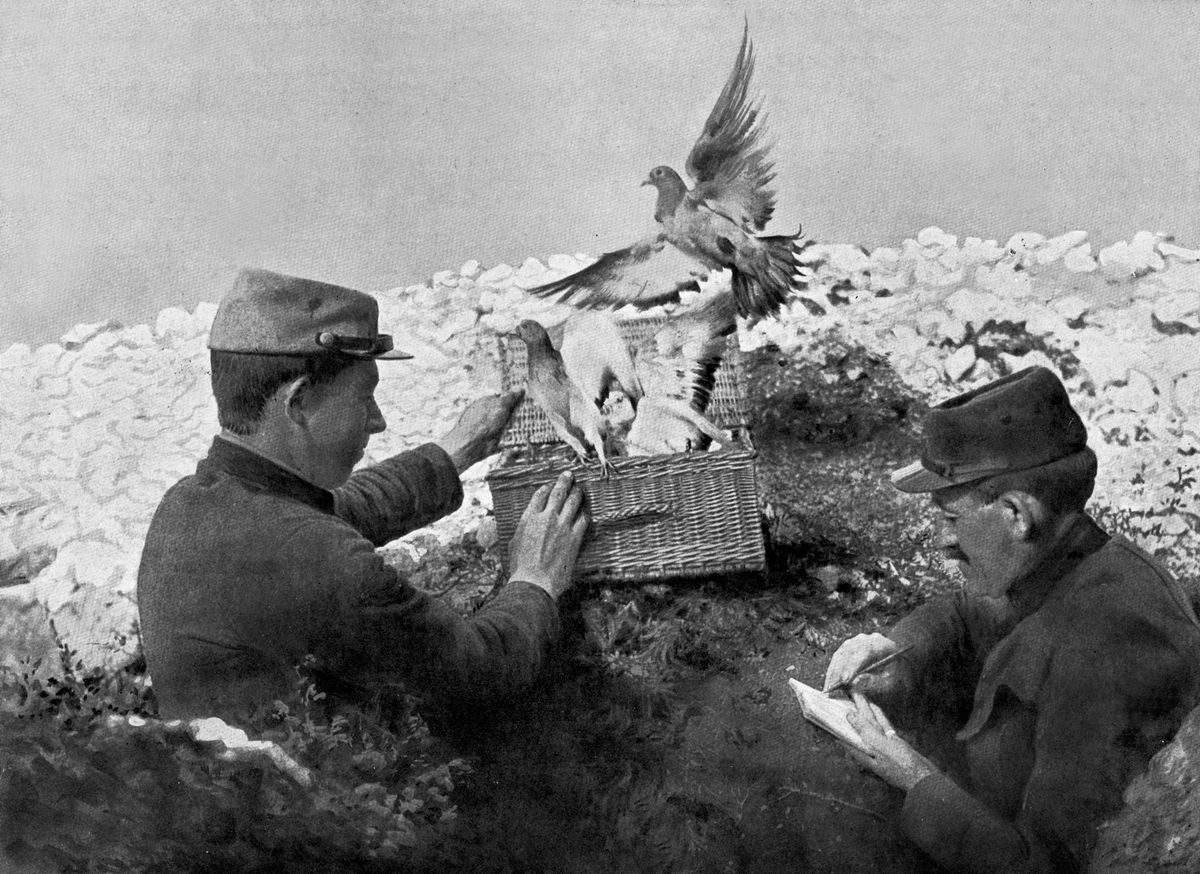 2 soldiers releasing carrier pigeons on front, ww1