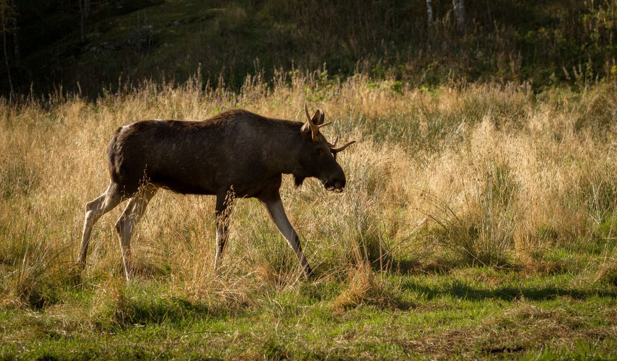 Moose,Or,European,Elk,Alces,Alces,Bull,Walking,Towards,Natrium