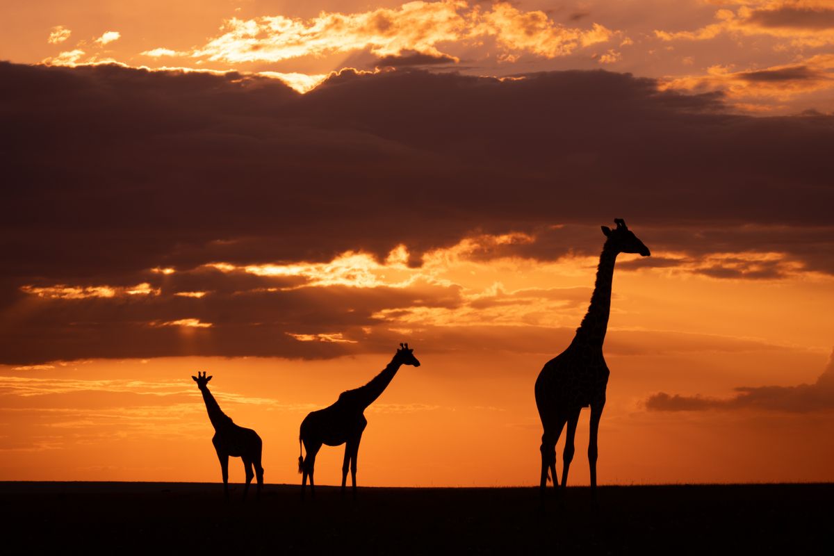 Masai,Giraffes,Stand,At,Sunset,On,Horizon