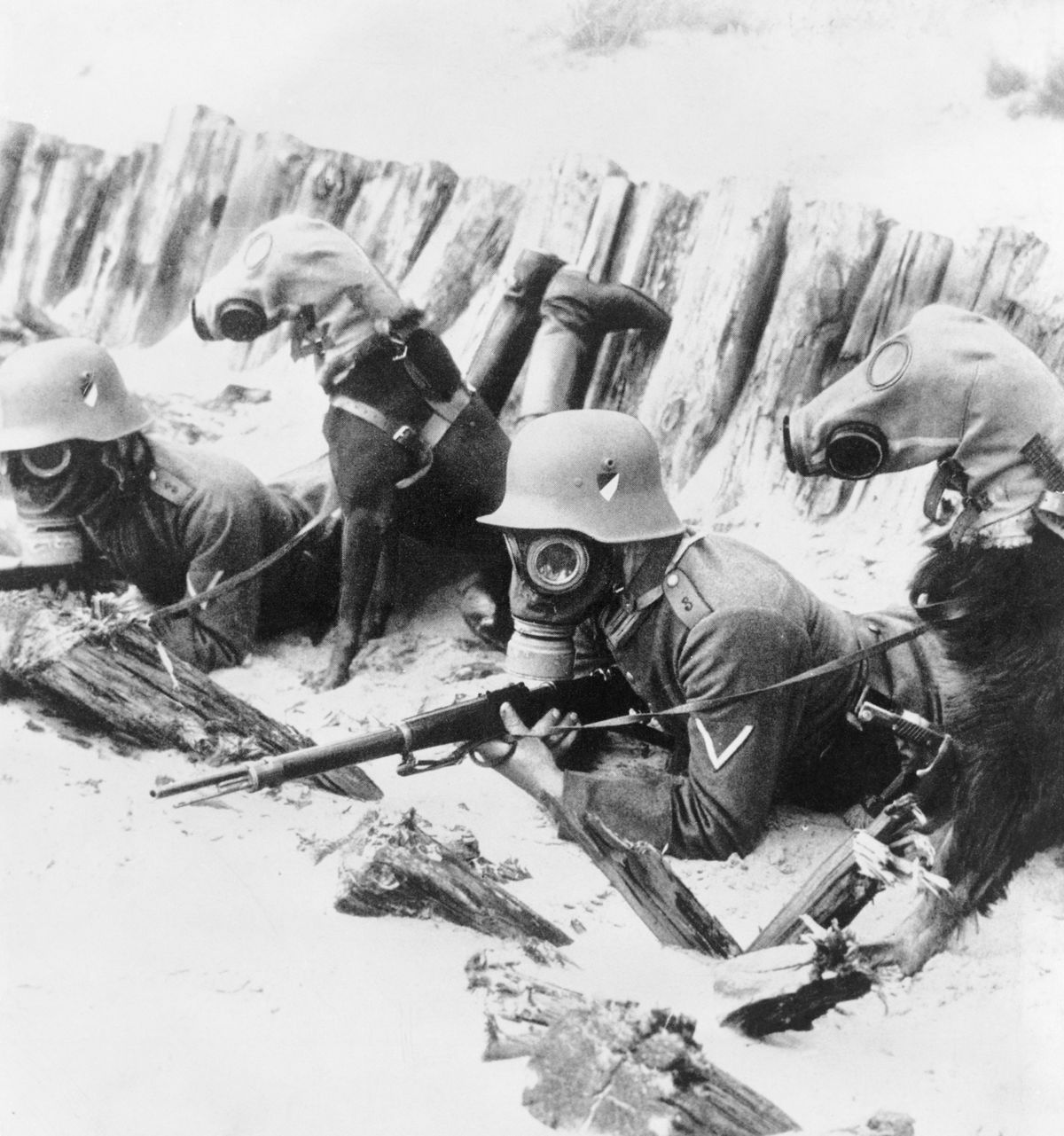 Soldiers and Dogs Wearing Gas Masks