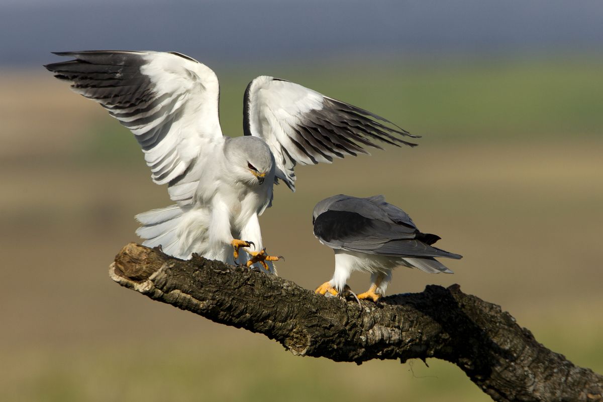 Male,And,Female,Of,Black-shouldered,Passing,The,Prey,In,The