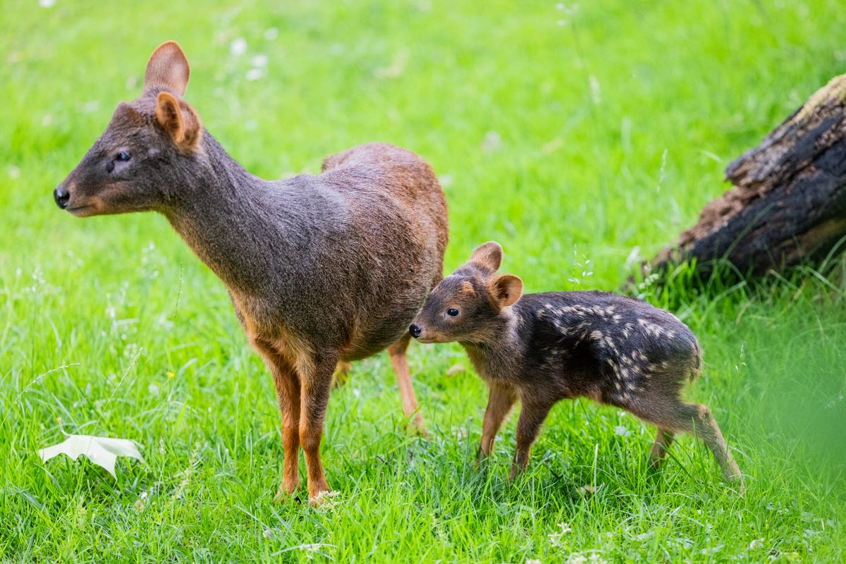Southern pudu offspring at Cologne Zoo