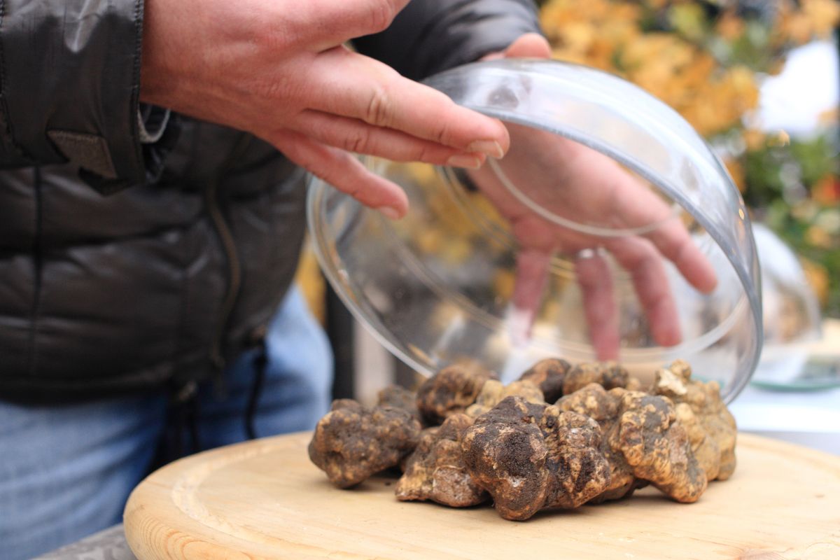 Truffle,Mushroom,Festivals,And,Fairs,Italy