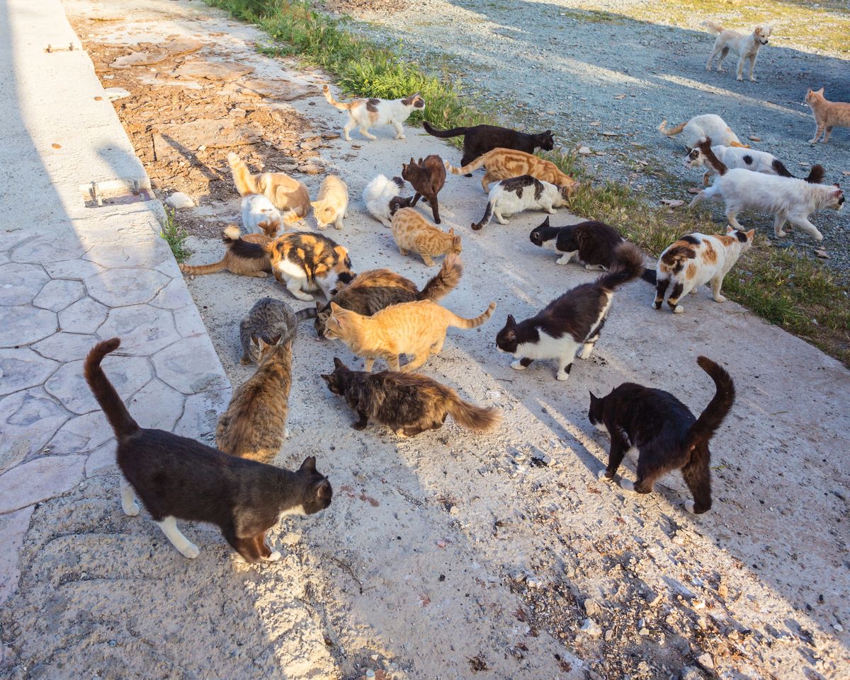 Many,Stray,Cats,Against,A,Brick,Wall.,Cats,Are,Dirty,