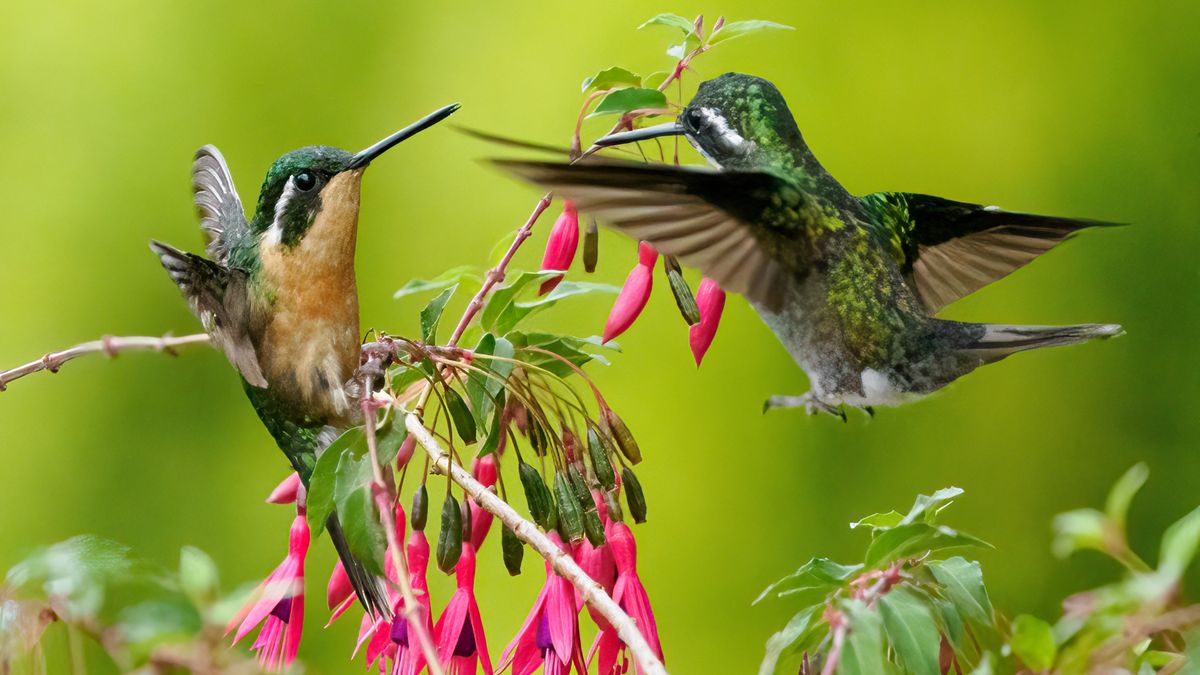 Mengenal,Burung,Kolibri,Lebah,,Burung,Terkecil,Di,Dunia,Yang,Sangat
