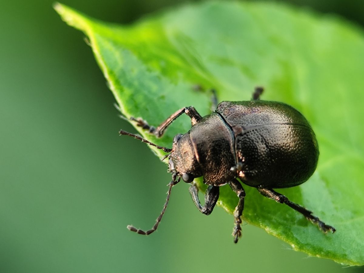 Extreme,Close-up,Of,A,Beetle,Showing,Its,Glossy,Shell,And