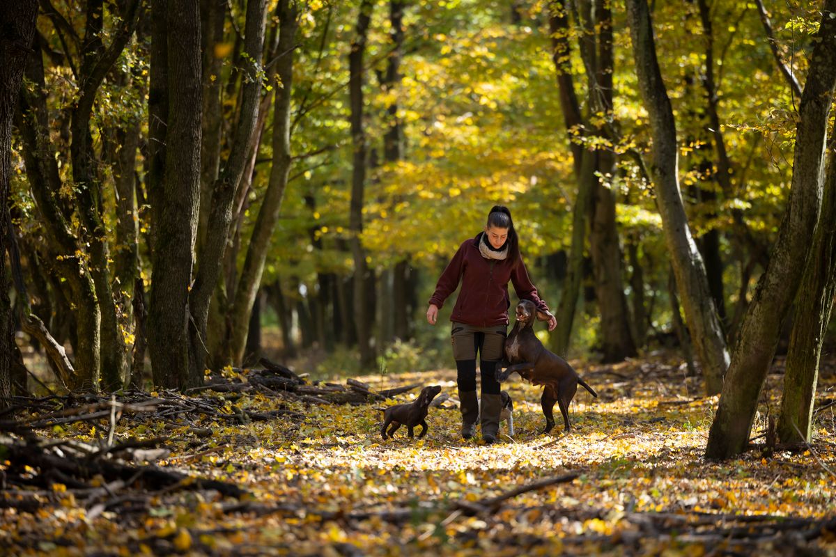 Panyor Dia erdész és kutyatenyésztő-4