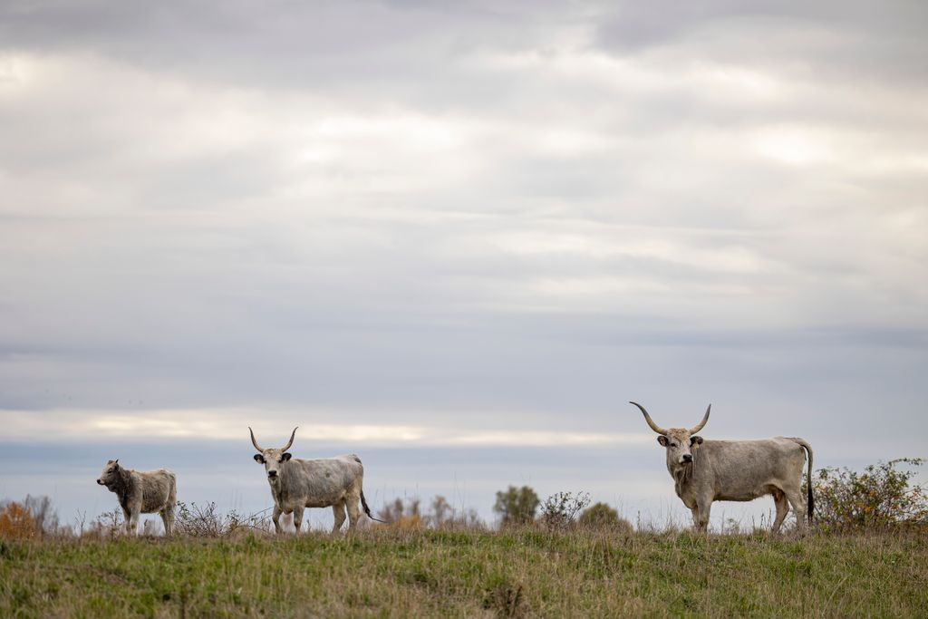 20251031 Karcag    Bene Sándor gazdálkodó, lótenyésztő, birkatartó, tanyán élő Fotó: Kállai Márton KM