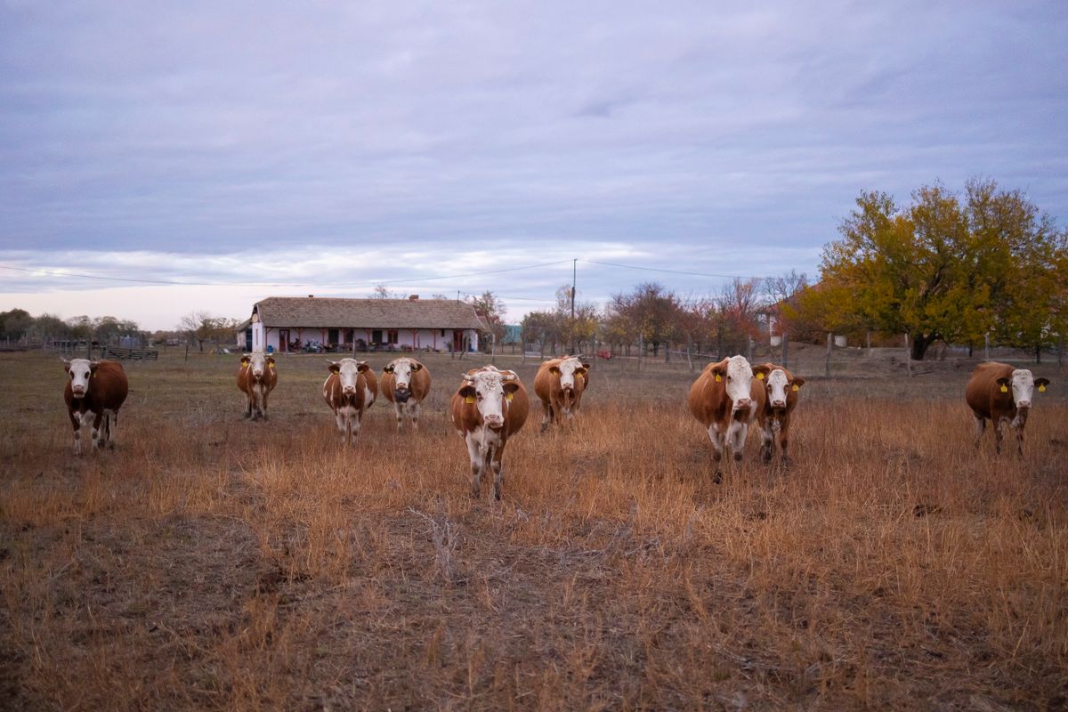 Bekecs Mátyás gazdálkodó Tiszaszentimre-3