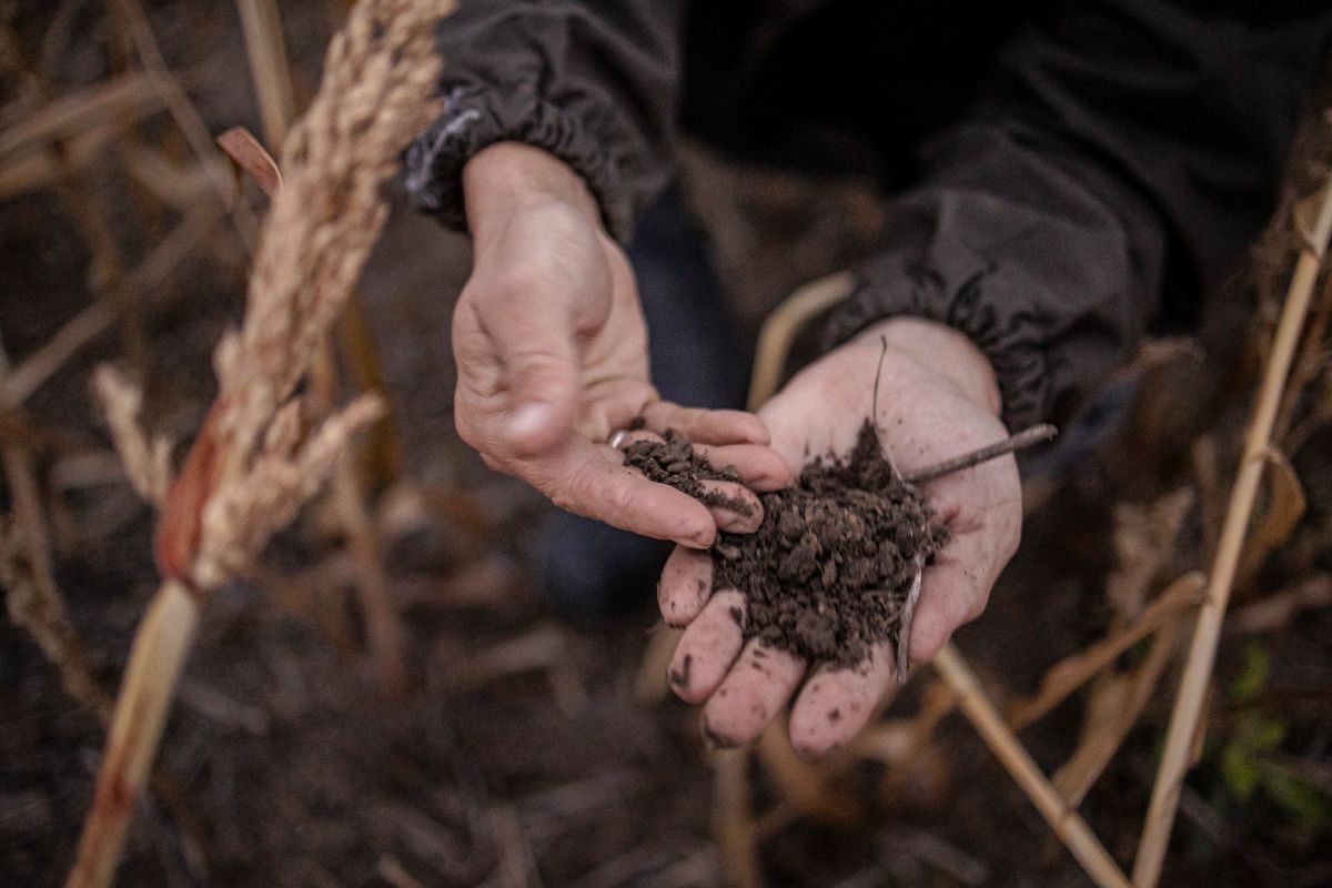 Bekecs Mátyás gazdálkodó Tiszaszentimre-10