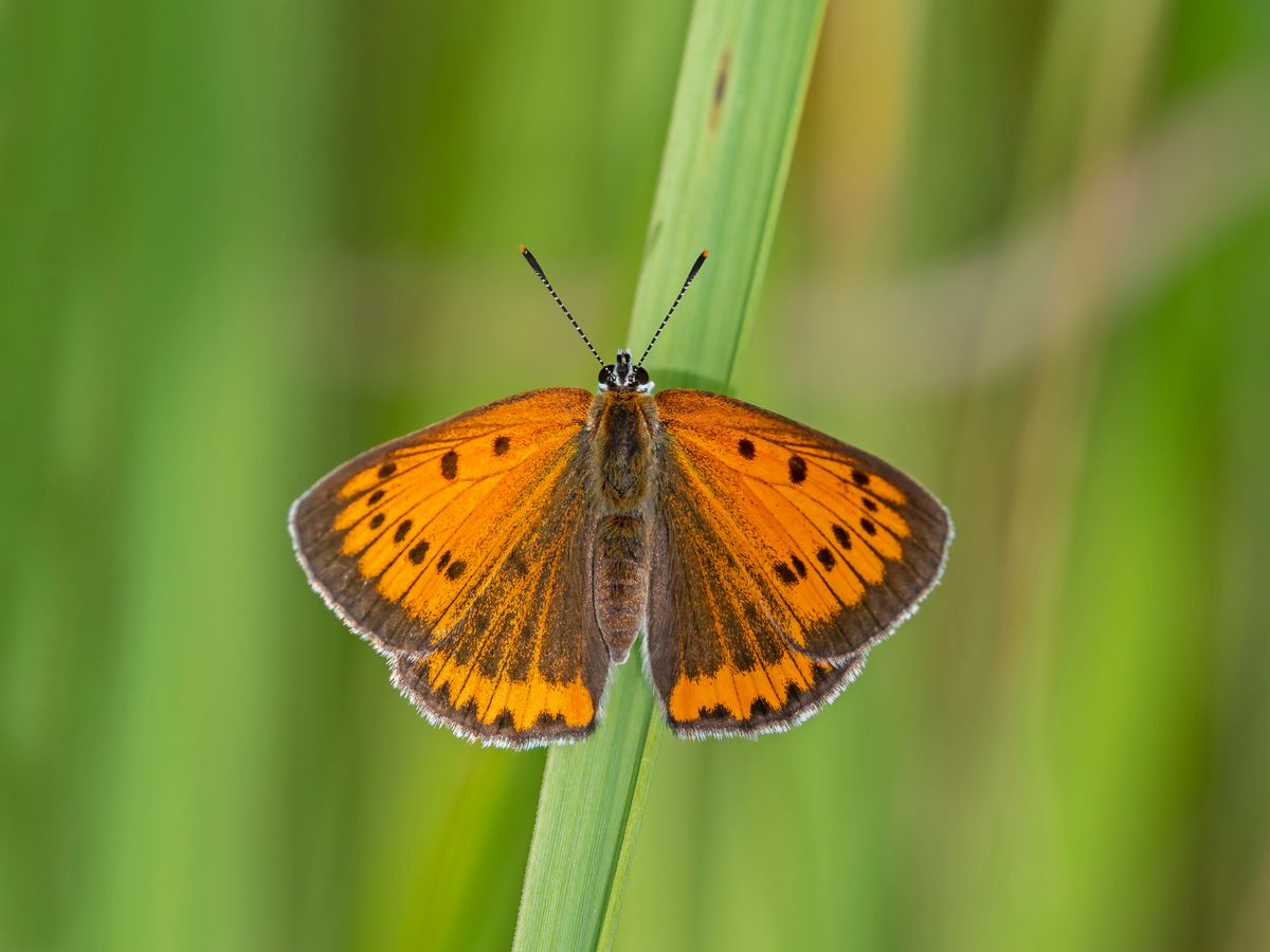 The,Large,Copper,(lycaena,Dispar),Is,A,Butterfly,Of,The