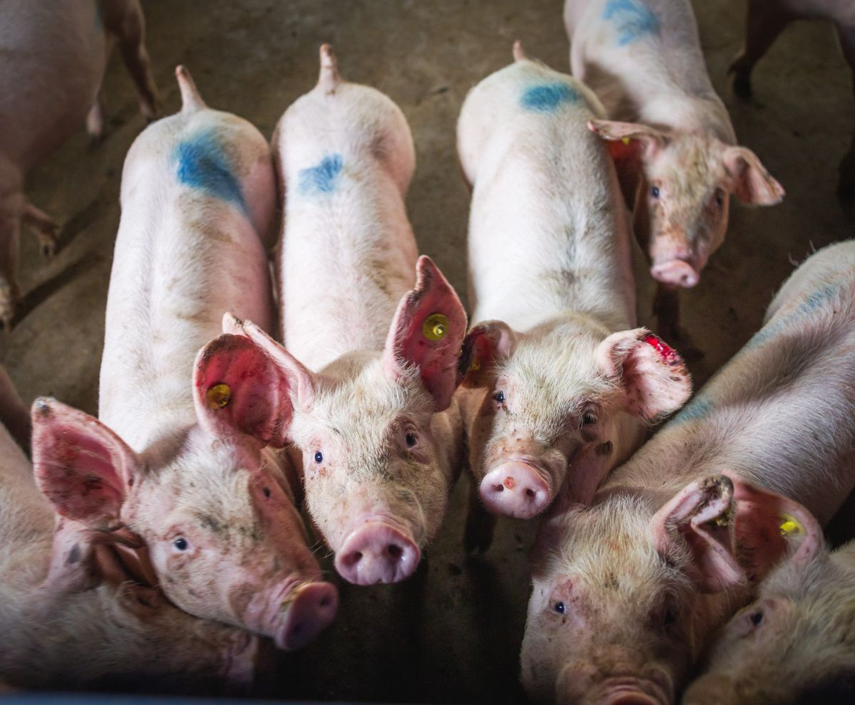 Sertések disznók malacok-03