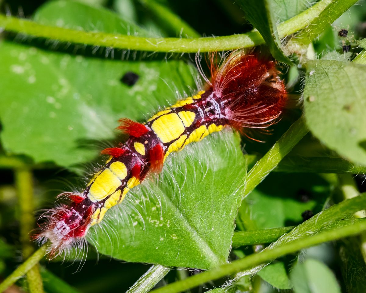Morpho peleides – Peleides blue morpho caterpillar
