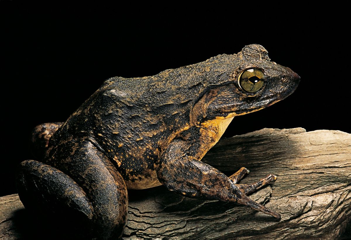 Conraua goliath (giant frog)