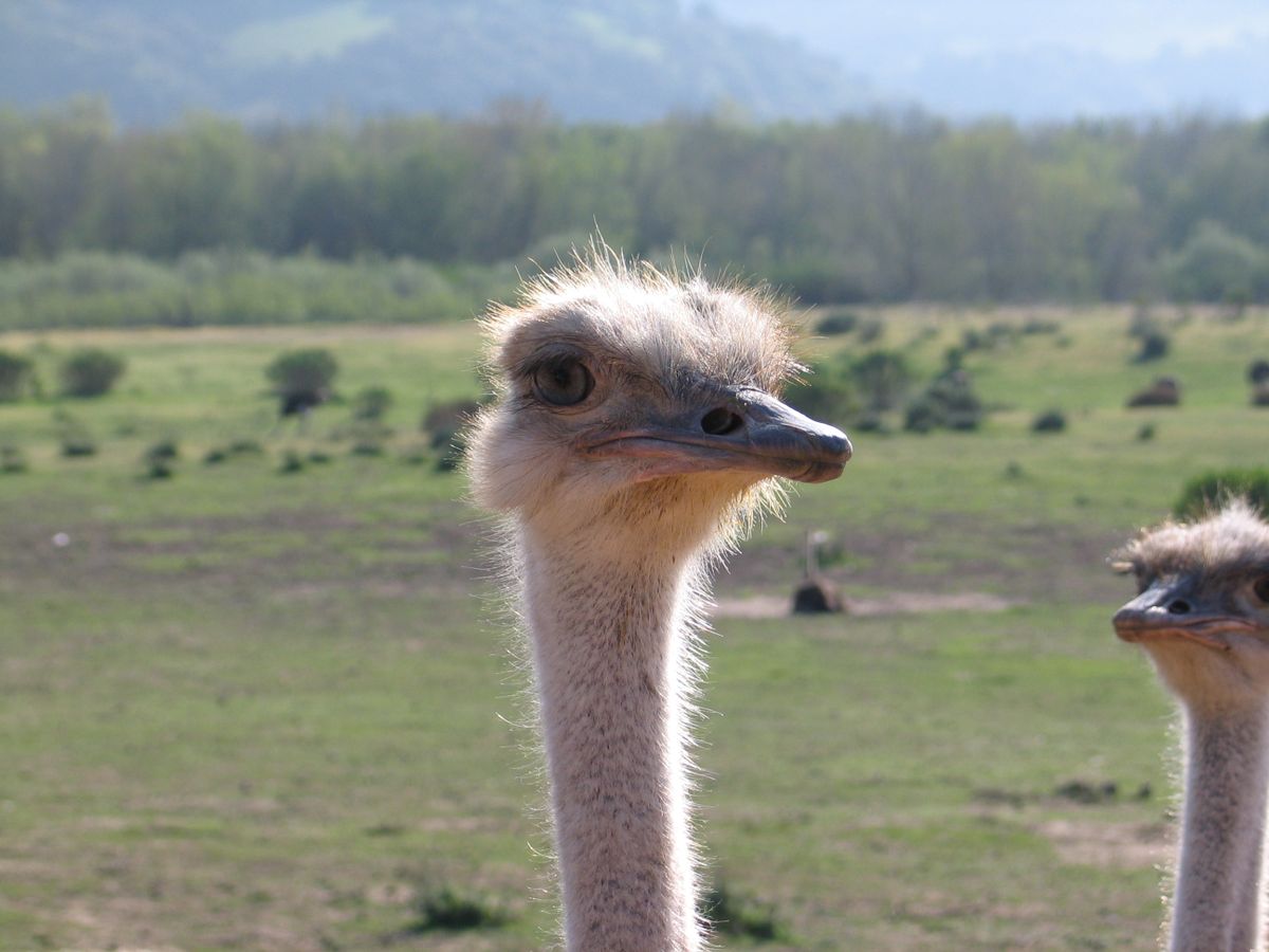 ostrich series part 2