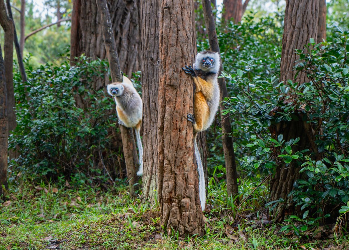 Two,Verreaux's(diademed),Sifakas,Climbing,Trees,In,A,Dense,Forest.,The