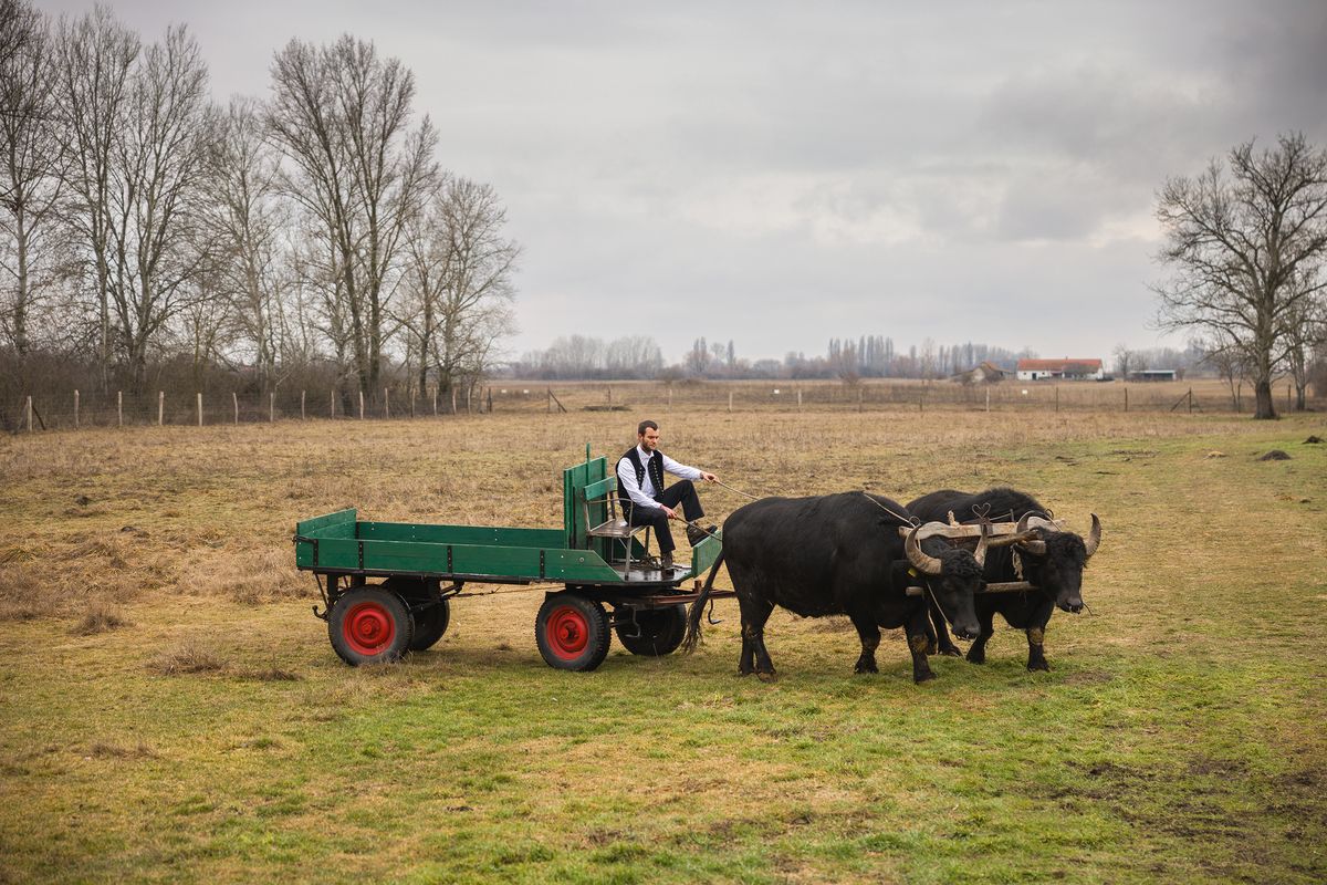 Sahin Gábor bivalyokkal-18