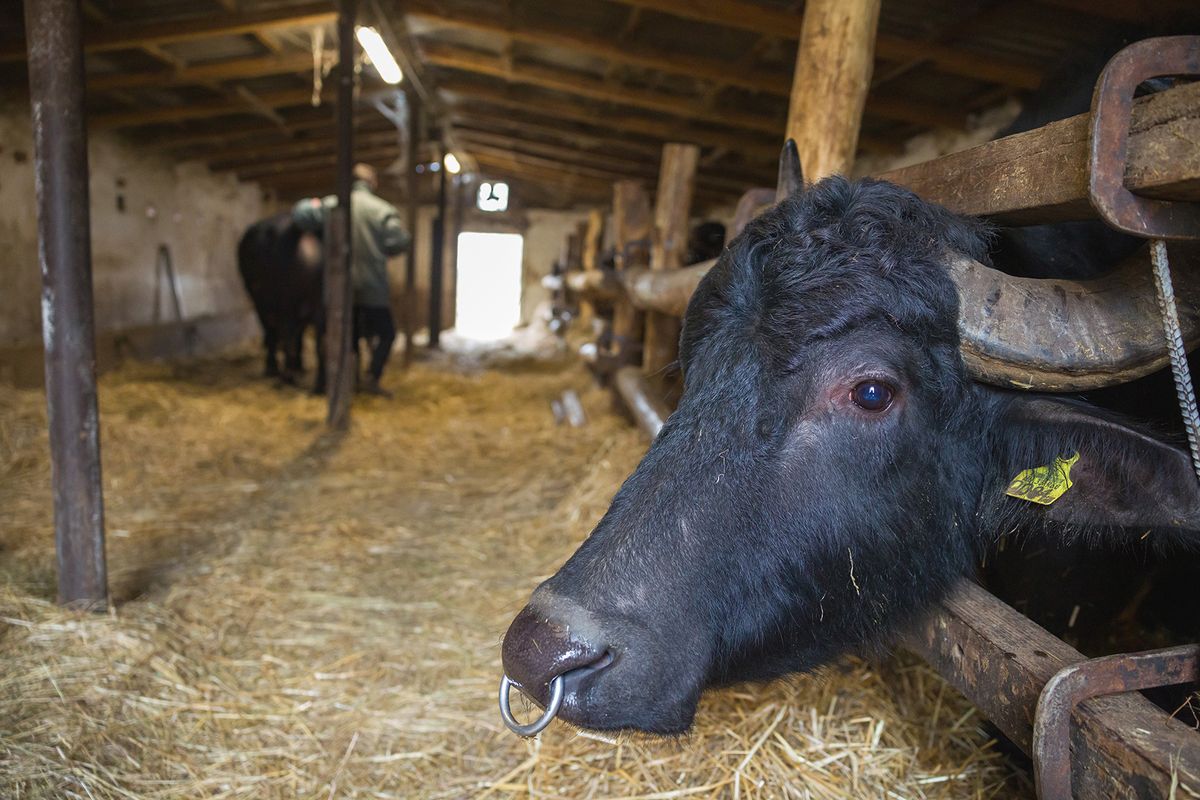 Sahin Gábor bivalyokkal-01