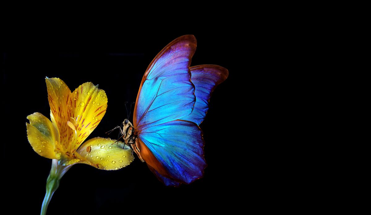 bright blue tropical morpho butterfly on yellow freesia flower in dew drops isolated on black. copy space