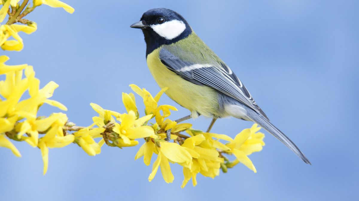Great tit on forsythia twig