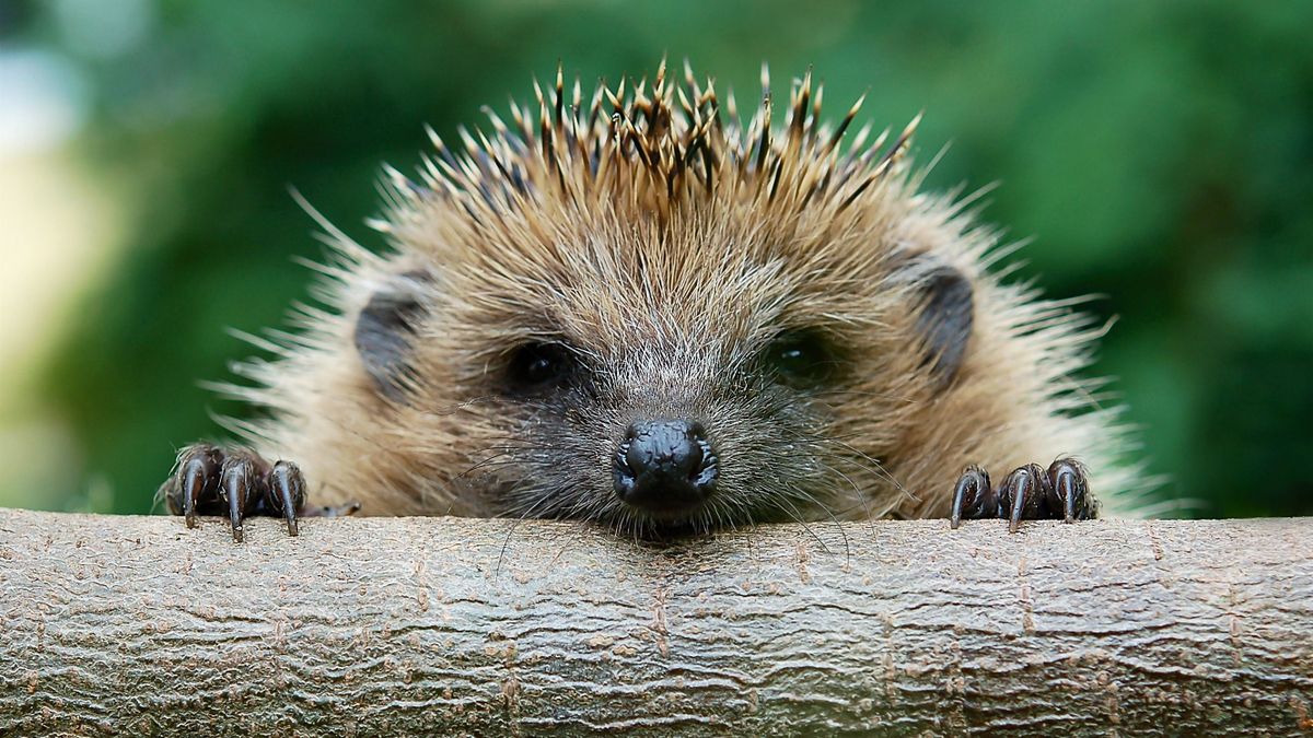 The European hedgehog (Erinaceus europaeus)
