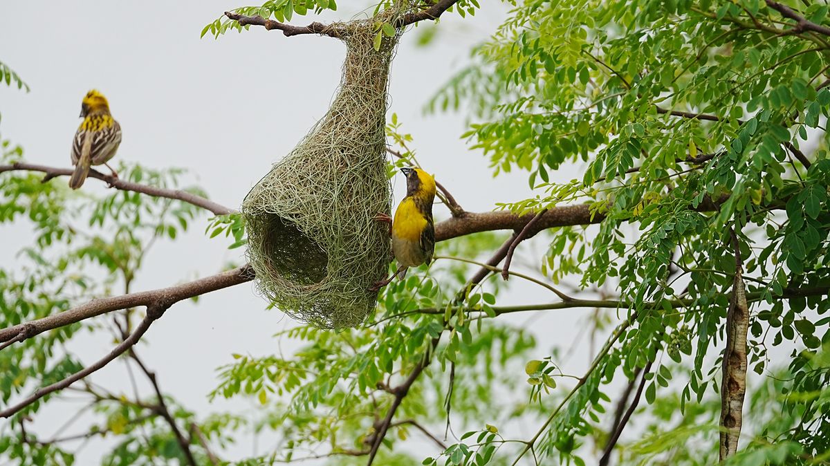 Baya,Weaver,Bird,With,Nest,,Baya,Weaver,Bird,Building,Nest.